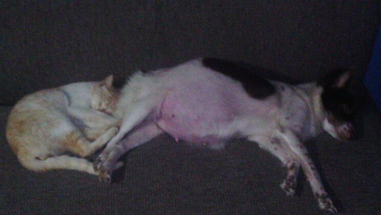 Chistes de Perros y Gatos: Humor para Amantes de Mascotas