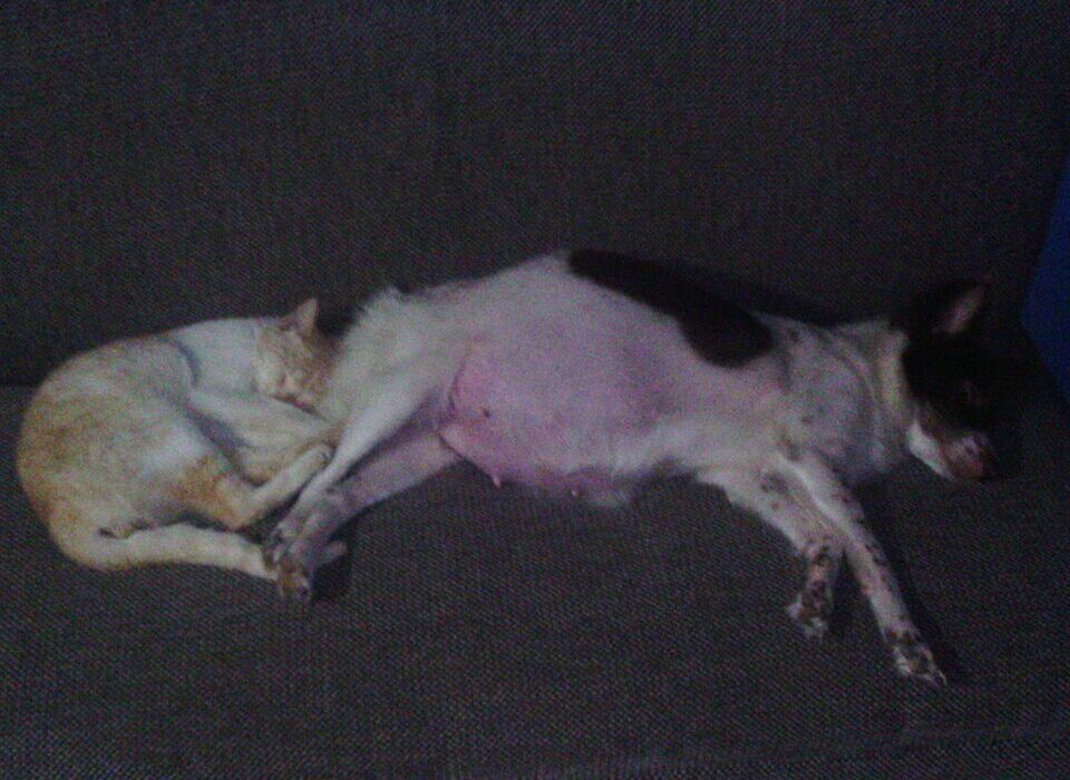 dog and cat together