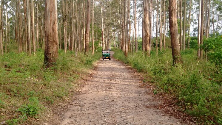 Chistes de Animales de la Selva: Humor Animal al Natural