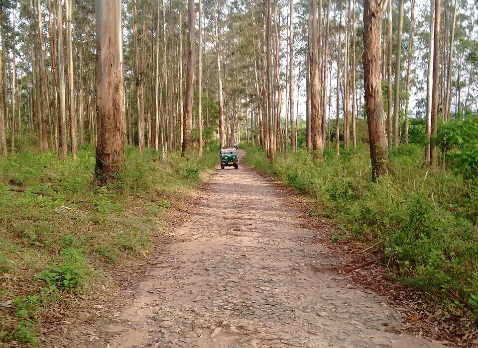 jungle safari wildlife