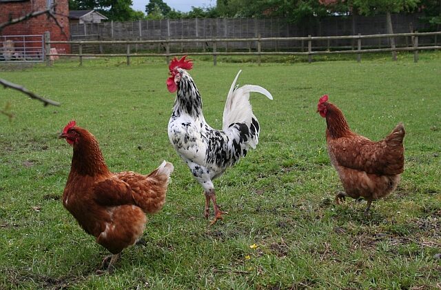 Chistes de Gallinas y Pollos: El Clásico del Corral